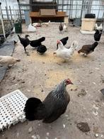Boerderij Kippen te koop €10 per stuks, Vrouwelijk, Kip