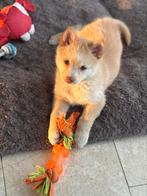 2 pomsky F2 teefjes met epr (mogen nest verlaten), België, Fokker | Hobbymatig, Rabiës (hondsdolheid), Overige rassen