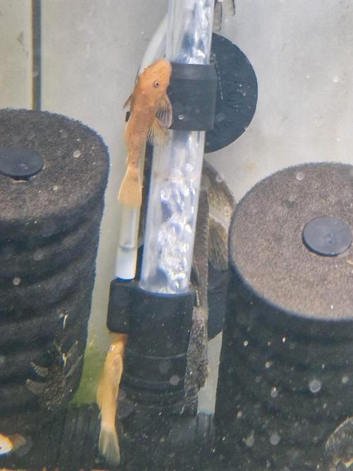 Ancistrus wild, albino en longfins, Dieren en Toebehoren, Vissen | Aquariumvissen, Vis