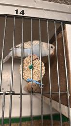 Diverse jonge parkietjes ideaal om tam te maken, Dieren en Toebehoren, Vogels | Parkieten en Papegaaien, Meerdere dieren, Parkiet