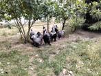 Te koop, Dieren en Toebehoren, Pluimvee, Mannelijk, Kip