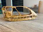 Replica caelestiventus schedel / dinosaurus, Verzamelen, Mineralen en Fossielen, Ophalen of Verzenden, Fossiel