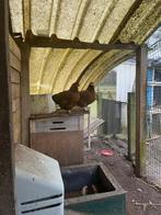 2 wyandotte hennen *gratis, Dieren en Toebehoren, Pluimvee, Vrouwelijk, Kip