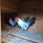 Friese hoen kriel hanen, Dieren en Toebehoren, Mannelijk, Kip