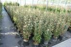 Elaeagnus ebbing Compacta Olijfwilg zeewind-droogtebestendig, Ophalen of Verzenden, Overige soorten, Haag, Minder dan 100 cm