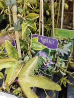 Passiflora Purple Haze., Ophalen of Verzenden, Zomer, Overige soorten, Volle zon