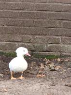 witte manderijneend ruilen, Dieren en Toebehoren, Pluimvee, Mannelijk, Eend