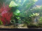 Aquarium te koop met vissen, Dieren en Toebehoren, Vissen | Aquariumvissen, Vis