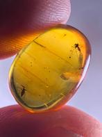 Birmees Amber (U1) met insluiting van Diptera muskieten. , Verzenden, Fossiel