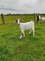 Te koop boerbok, Dieren en Toebehoren, Schapen, Geiten en Varkens, Mannelijk, Geit