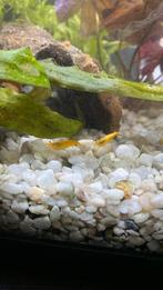 Guppen en garnaaltjes, Dieren en Toebehoren, Vissen | Aquariumvissen, Vis