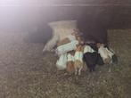 Husumer biggen mogen vanaf 25-10 weg €.90,- excl. BTW, Dieren en Toebehoren, Schapen, Geiten en Varkens, Meerdere dieren, Varken