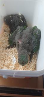Edelpapegaaien edelpapegaai, Dieren en Toebehoren, Meerdere dieren, Papegaai, Geringd