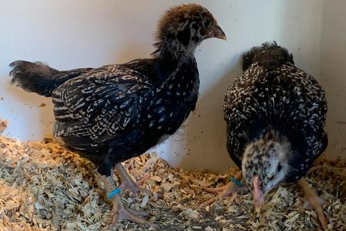 Barnevelder dubbel gezoomd zilver/grijs hennen, Dieren en Toebehoren, Pluimvee, Kip, Vrouwelijk