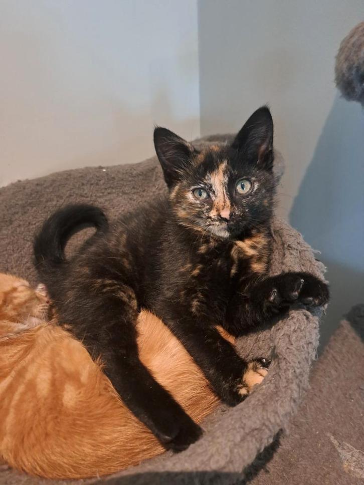 Lieve kittens, Dieren en Toebehoren, Katten en Kittens | Overige Katten, Meerdere dieren, 0 tot 2 jaar