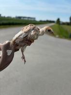 Rode ardenner kalkoen kuikens te koop, Dieren en Toebehoren, Pluimvee, Kalkoen