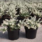 Euonymus varia soorten (zie foto's), Ophalen, Overige soorten, Minder dan 100 cm