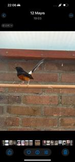 Sshma lijster, Dieren en Toebehoren, Vogels | Overige Vogels, Mannelijk