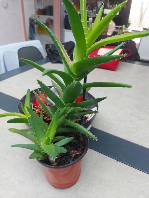 Aloe Vera, Huis en Inrichting, Kamerplanten, Vetplant, Minder dan 100 cm, Ophalen