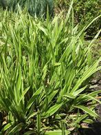Carex morrowii ice dance. Japanse zegge. Groenblijvend., Tuin en Terras, Ophalen of Verzenden, Siergrassen