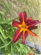 Daglelie groot, Overige soorten, Volle zon, Vaste plant, Ophalen of Verzenden