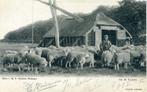 Veluwe. Herder met schapen.1905, Gelopen, Gelderland, Voor 1920, Verzenden