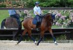 Weatherbeeta Prime Zadeldek Navy, Full Dressuur en Full VZH, Dieren en Toebehoren, Paarden en Pony's | Dekens en Dekjes, Ophalen of Verzenden