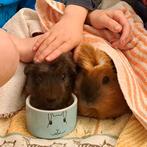 Cavia oppas gezocht in zomervakantie, Januari, Mannelijk