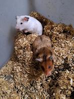 Jonge goudhamsters/ Syrische hamsters, Dieren en Toebehoren, Knaagdieren, Oktober, Meerdere dieren, Hamster
