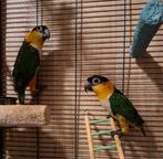 2 jonge zwartkop caiques, Dieren en Toebehoren, Meerdere dieren, Papegaai, Geringd