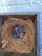 Schamalijster poppen, Dieren en Toebehoren, Vogels | Overige Vogels, Vrouwelijk, Tropenvogel