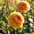 RALPHIE DAHLIA KNOLLEN, Tuin en Terras, Bloembollen en Zaden, Ophalen, Volle zon, Knol
