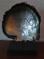 Prachtige gegraveerde schelp, 17 cm, indonesie, Ophalen of Verzenden