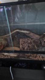 Koningspython weg vanwege tijdsgebrek, Slang, 0 tot 2 jaar