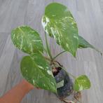 Monstera albo variegata plant, Ophalen of Verzenden, Overige soorten, Minder dan 100 cm