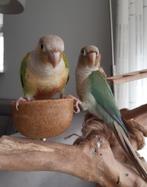 Kweekkoppel pyrrhura molinae tam, Meerdere dieren, Parkiet, Tam