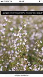 Tuinplant Calamintha Nepeta Blue Cloud, Tuin en Terras, Planten | Tuinplanten, Ophalen, Zomer, Overige soorten, Volle zon