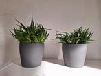 2 Haworthia vetplant in pot, Tuin en Terras, Planten | Tuinplanten, Vaste plant, Bloeit niet, Halfschaduw, Ophalen
