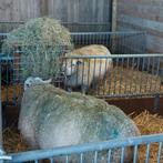 Hooiruif, Meerdere dieren, Schaap