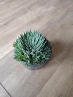 Aloë Aristata, Ophalen, Vetplant, Minder dan 100 cm, Volle zon