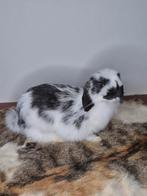 opgezetten konijn!, Ophalen of Verzenden, Nieuw, Boerderijdier, Opgezet dier