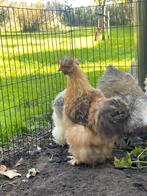 2 zeidehoen hanen, Dieren en Toebehoren, Pluimvee, Mannelijk, Kip