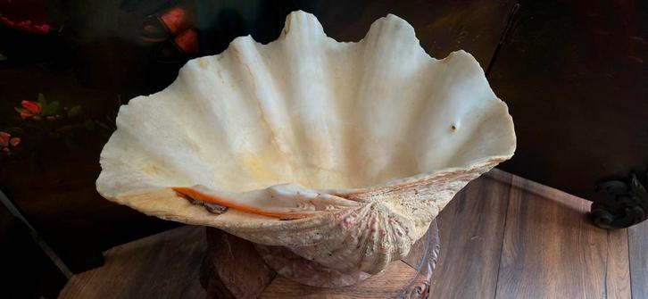 Reuze Tridacna Gigas Schelp - Seychellen, Huis en Inrichting, Woonaccessoires | Schalen en Manden, Ophalen of Verzenden