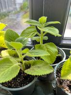 Cubaanse oregano, Mexicaanse munt (Plectranthus amboinicus)., Huis en Inrichting, Kamerplanten, Ophalen of Verzenden, Halfschaduw