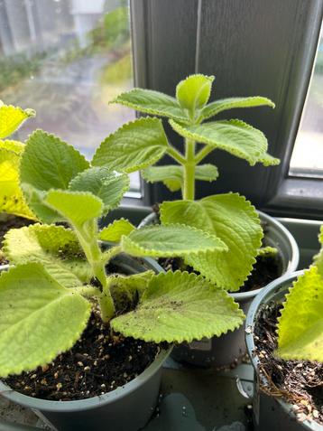 Cubaanse oregano, Mexicaanse munt (Plectranthus amboinicus). beschikbaar voor biedingen