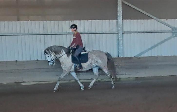 Hele lieve leuke ruin 1.57 hoog, Dieren en Toebehoren, Paarden, Ruin, L, Minder dan 160 cm, 7 tot 10 jaar, Recreatiepaard, Gechipt