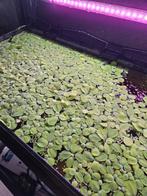 Drijfplant Limnobium laevigatum - Kikkerbeet, Ophalen of Verzenden, Nieuw, Plant(en), Steen of Hout