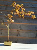 Acer palmatum bonsai in bonsaischaal, Ophalen, Bloeit niet, Halfschaduw, Overige soorten