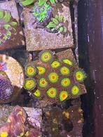Zoanthus rasta, Slang, 0 tot 2 jaar