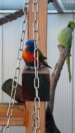 Lori vd blauwe bergen, Dieren en Toebehoren, Mannelijk, Papegaai